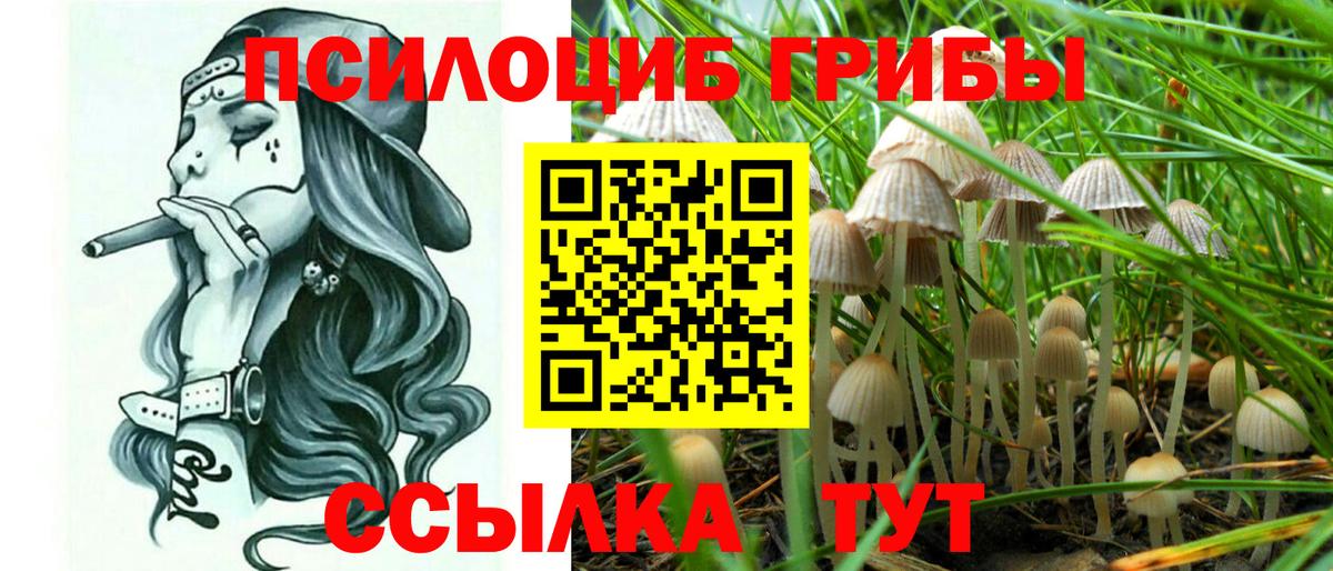 Галлюциногенные грибы Psilocybine cubensis Чернушка